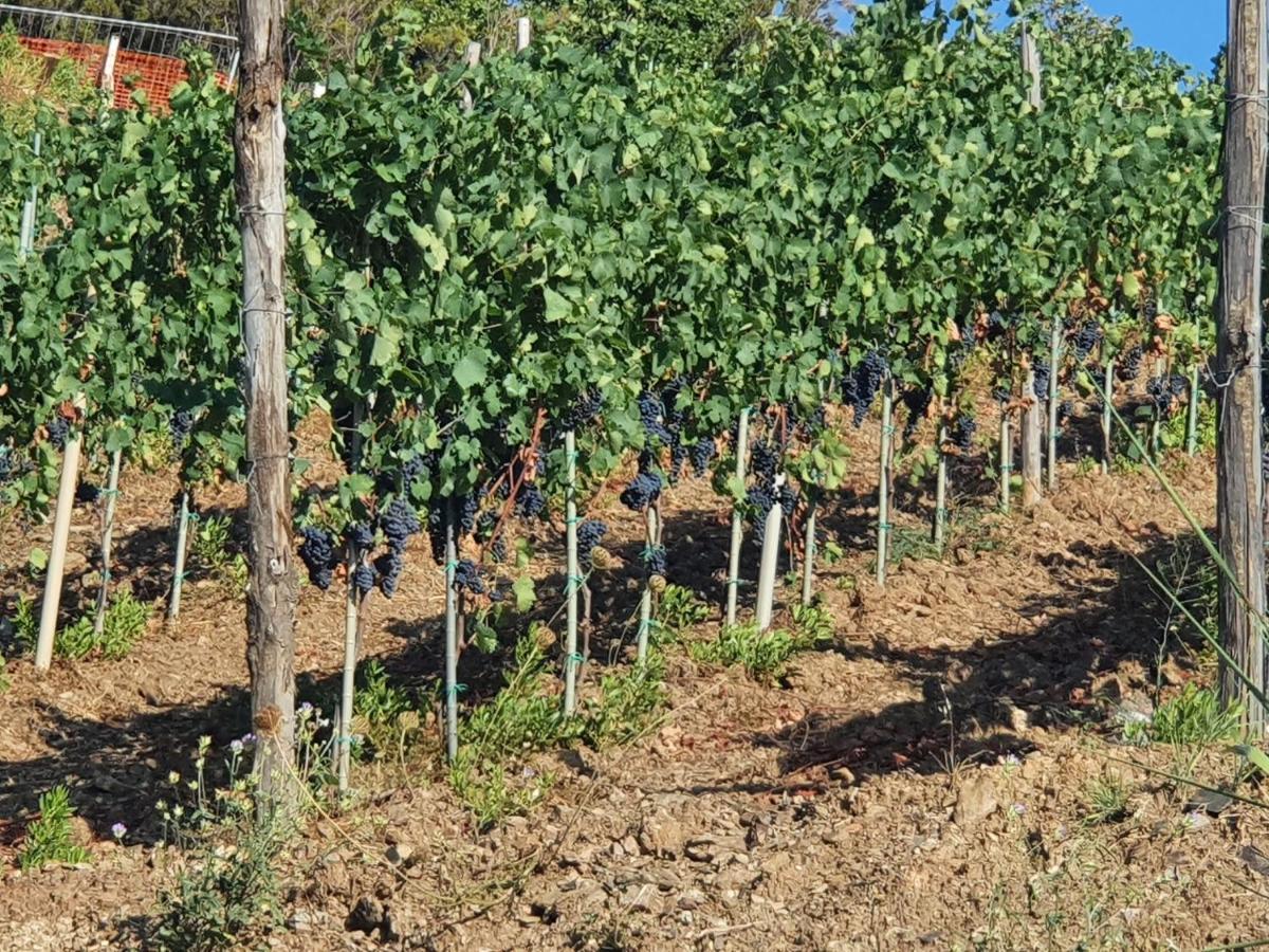 Agriturismo Le Terre Di Venere Acciaroli Luaran gambar