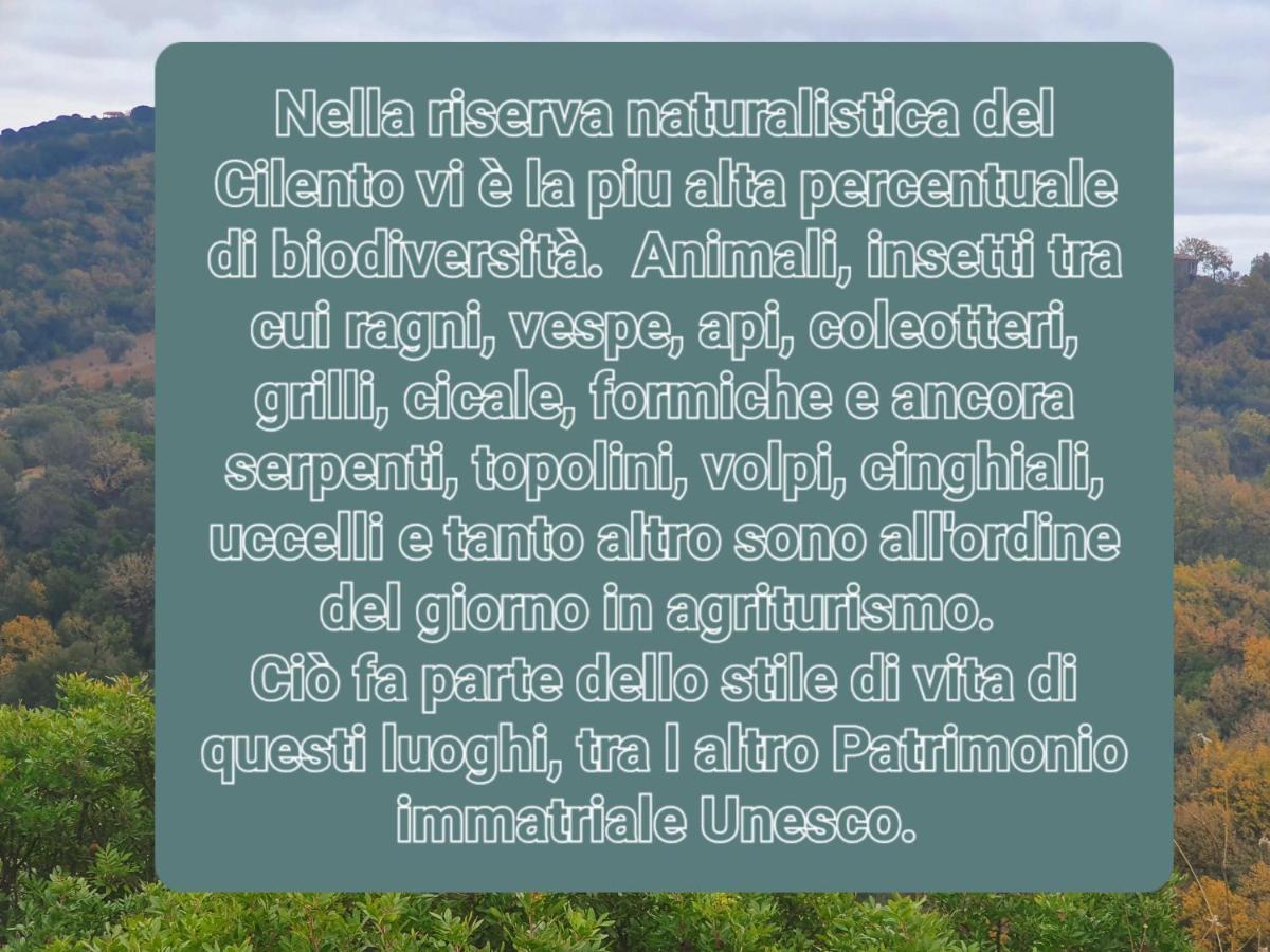 Agriturismo Le Terre Di Venere Acciaroli Luaran gambar